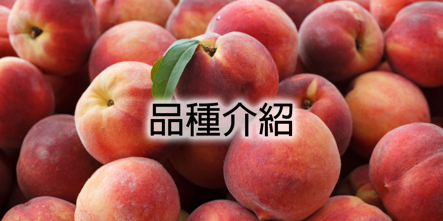 bacchus-peach-variety